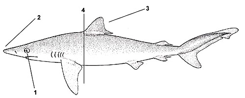 Night shark (Carcharhinus signatus). Illustration courtesy FAO, Species Identification and Biodata