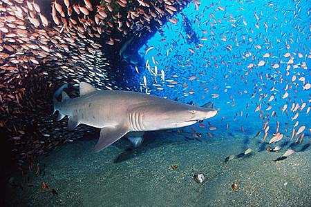 Sand Tiger Shark