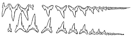 Sand tiger shark dentition. Image source Bigelow and Schroeder (1948) FNWA