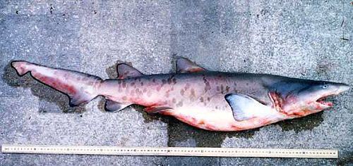 Juvenile sand tiger shark. Image © George Burgess