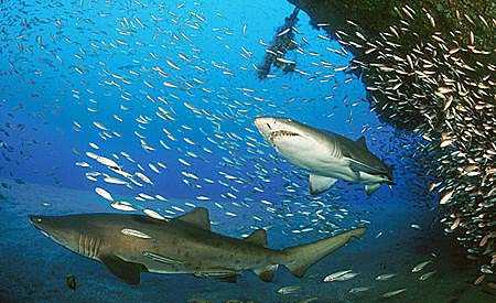 A pair of sand tiger sharks. Image © Doug Perrine