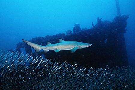 Sandtiger shark near a shipwreck. Image © Doug Perrine