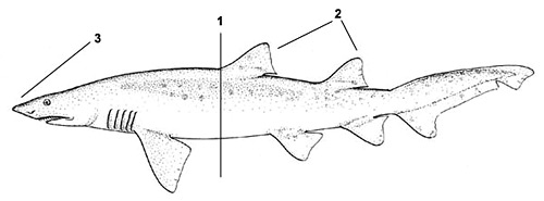 Sand Tiger shark (Carcharias taurus). Illustration courtesy FAO, Species Identification and Biodata