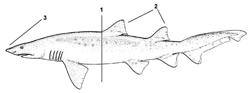 The Critically Endangered Sand Tiger Shark as an Umbrella Species in the  Southwestern Atlantic Ocean