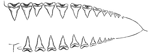 Right side upper and lower teeth of the white shark. Image courtesy RadCliffe (1916) Bull. Bur. Fish. Circ. 822