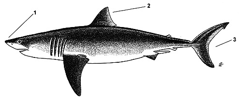 White shark (Carcharodon carcharias). Illustration courtesy FAO, Species Identification and Biodata