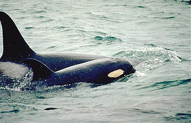 Killer whales: mother and calf. Photo courtesy National Marine Mammal Laboratory