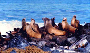 In most areas where white sharks occur, pinnipeds such as these California sea lions (Zalophus californianus), make up the bulk of the white shark's diet. Photo © D. A. Sutton, Amer. Soc. Mammalogists Library