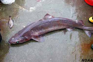 Gulper shark. Photo courtesy NOAA