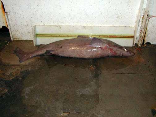 Gulper shark. Photo courtesy NOAA