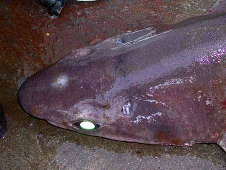 Gulper sharks have green eyes. Photo courtesy NOAA