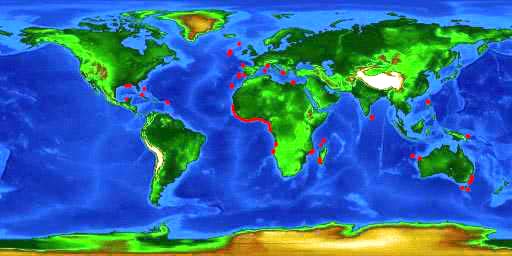 World distribution map for the gulper shark