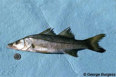 Common Snook. Photo © George Burgess