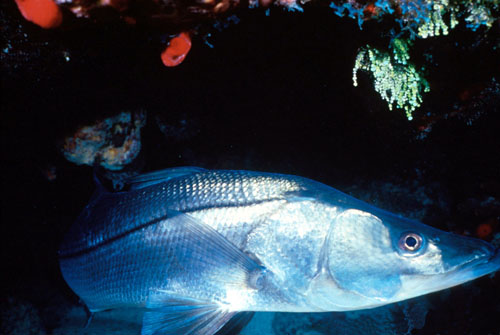 Common snook. Photo courtesy National Park Service