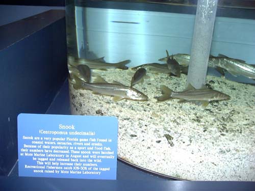 Common snook in an aquarium. Photo courtesy NOAA