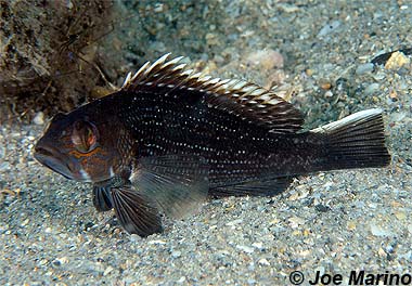 Black seabass. Photo © Joe Marino