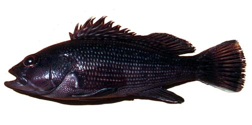 Black seabass. Photo © George Burgess