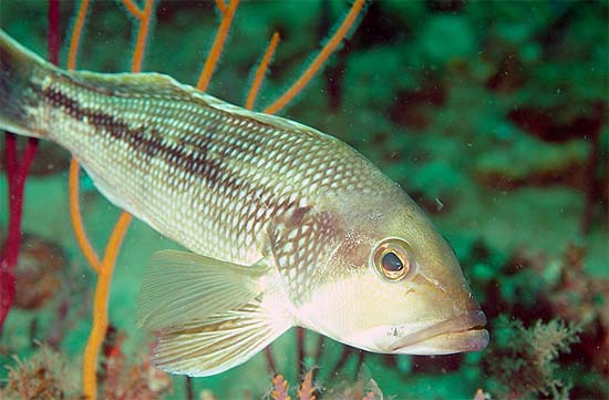 Coloration of the black seabass is variable, ranging from smoky gray, to dusky brown to blue-black with a paler underside. Photo © Don DeMaria