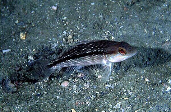 Black seabass juvenile. Photo © David Snyder