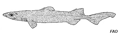 Black dogfish. Photo courtesy NOAA