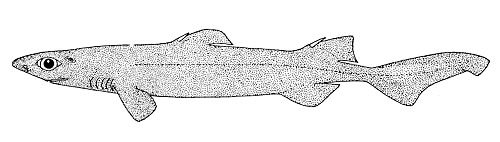 Black dogfish. Image source FAO Sharks of the World