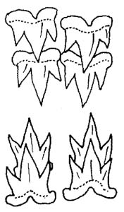 Black dogfish dentition: upper and lower teeth. Image source FAO Sharks of the World