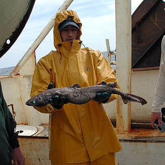 Black dogfish. Photo courtesy NOAA