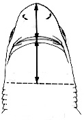 Portuguese shark: ventral side of head. Image courtesy FAO Sharks of the World