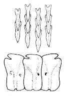 Portuguese shark: dentition. Image courtesy FAO Sharks of the World