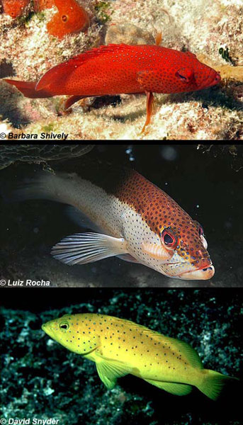 Three color morphs of the coney. Photos © Barbara Shively, Luiz Rocha, David Snyder