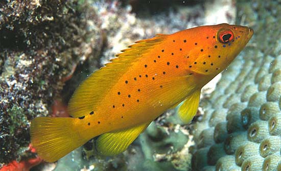 Juvenile coney. Photo © Luiz Rocha