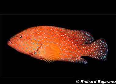 Coral hind. Photo © Richard Bejarano