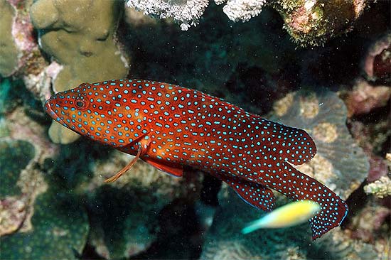 Coral hind. Photo © George Burgess