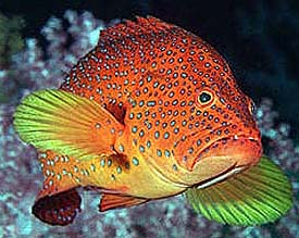 Coral hinds are brightly captured. Photo © George Burgess