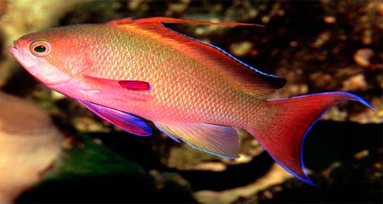 Pseudanthias squamipinnis makes up the majority of the coral hind's diet. Photo © Richard Bejarano