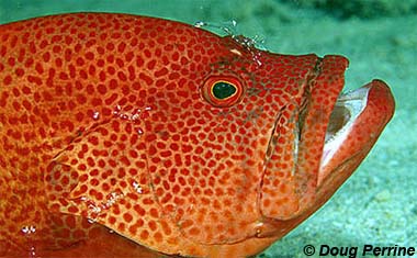 Tomato Hind. Photo © Doug Perrine