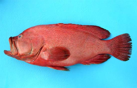 Tomato hind from Indonesian waters. Photo © George Burgess