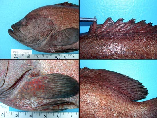 Tomato hind diagnostic features. Photo © George Burgess