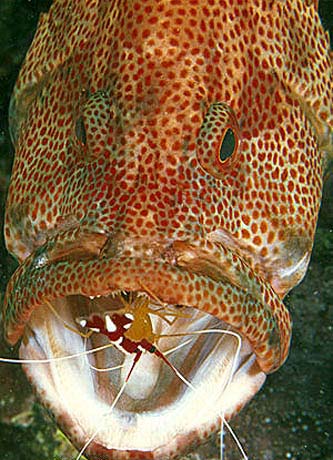 Tomato hind with a cleaner shrimp. Photo © Doug Perrine