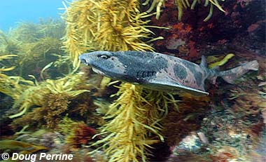 Australian swellshark. Photo © Doug Perrine