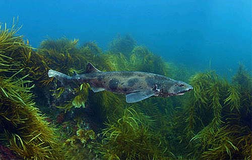 Australian swellshark. Photo © Doug Perrine