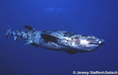 Swell Shark. Photo © Jeremy Stafford-Deitsch