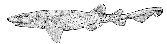 Swell shark. Illustration courtesy FAO Species Catalog, Vol. 4 Part 2 Sharks of the World
