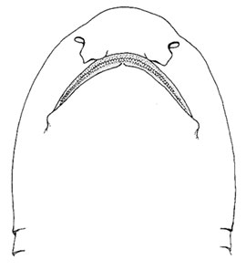 Swell shark: underside of head. Image courtesy FAO Species Catalog, Vol. 4 Part 2 Sharks of the World