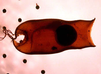 Swell shark egg case with developing embryo. Photo © John White