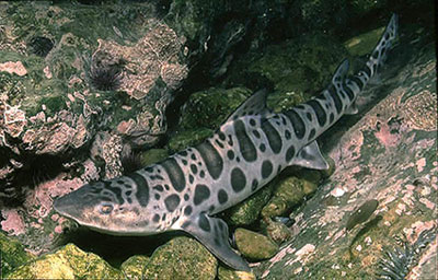 The leopard shark is similar in coloration to the swell shark. Photo © Jeremy Stafford-Deitsch