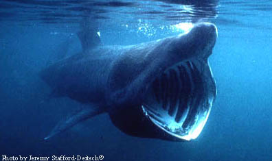 Basking Shark. Photo © Jeremy Stafford-Deitsch