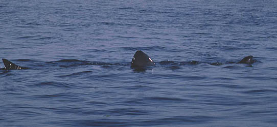 Basking shark at the surface showing exposed tip of snout (far right), 1st dorsal fin and upper lobe of caudal fin. Photo © Jeremy Stafford-Deitsch