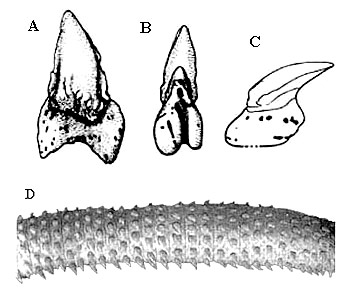 (A) Labial, (B) basal and (C) lateral views of basking shark teeth. Images courtesy Compagno (1990) NOAA Tech. Rep. NMFS 90], (D) Enlarged photo of a portion of jaw. Image courtesy Radcliffe (1916) Bull. Bur. Fish. Circ. 822