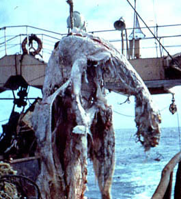 This basking shark carcass, discovered by Japanese fishermen in 1977, was initially believed to be the remains of a pleisiosaur. Photo by Michihiko Yano.